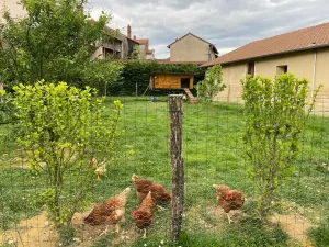 Cabioute poules